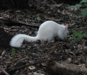 2016 06 11 WildLife MPLS 130